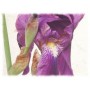 Iris racine poudre