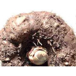 Glucomannane Konjac poudre