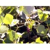Kudzu poudre
