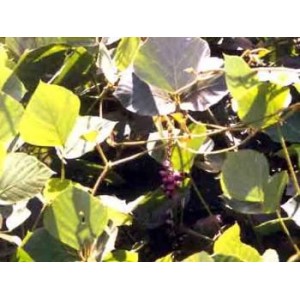 Kudzu poudre