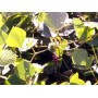 Kudzu poudre