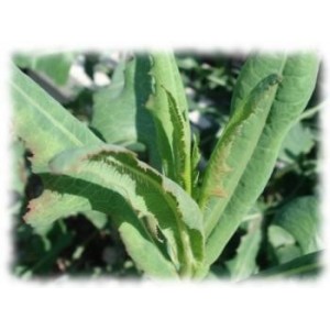 Laitue vireuse plante