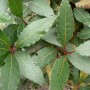 Laurier feuille