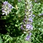 Lavande BIO fleur
