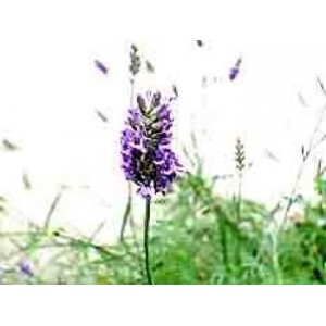 Lavandin BIO fleur 200gr