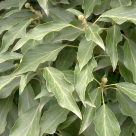 Lierre grimpant feuille