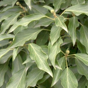 Lierre grimpant feuille