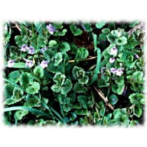 Lierre terrestre plante