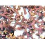 Lithothamne gélules poudre 330mg