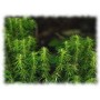 Lycopode plante