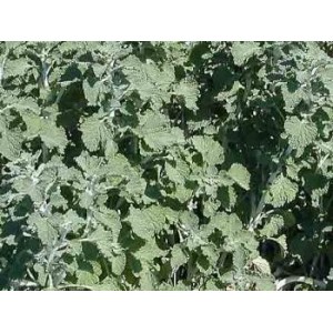 Marrube blanc gélules poudre 160mg