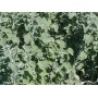 Marrube blanc gélules poudre 160mg