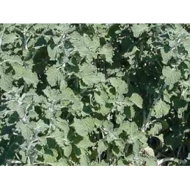 Marrube blanc plante