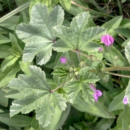 Mauve BIO feuille