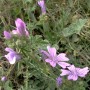 Mauve gélules fleur poudre 160mg