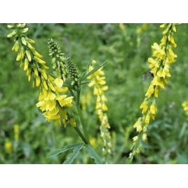 Melilot jaune plante Bio