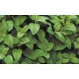 Melisse BIO feuille