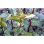 Menthe poivrée feuille