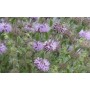 Menthe poulliot feuille