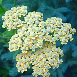 Millefeuille gélules poudre 160mg