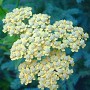 Millefeuille Achillée BIO sommité fleurie