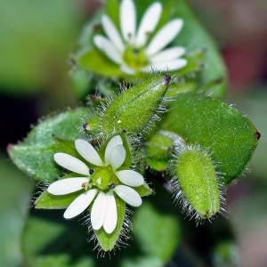 Mouron blanc Stellaire plante