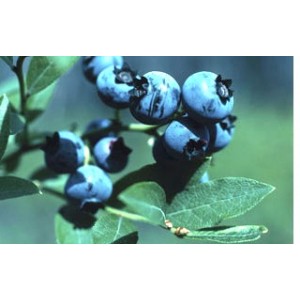 Myrtille gélules de poudre de fruit 235mg