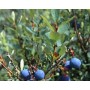 Myrtille gélules de poudre de feuille 220mg