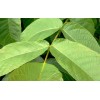 Noyer feuille