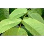 Noyer feuille