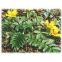 Argentine Potentille plante