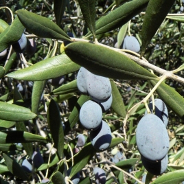 Olivier feuille poudre