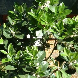 Oranger bigarade BIO feuille