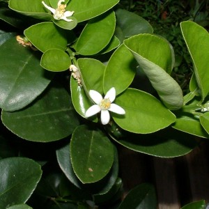 Oranger bigarade bouton floral BIO