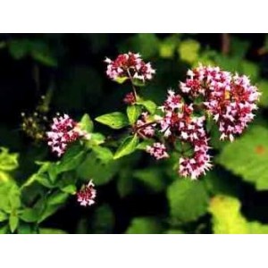 Origan feuille poudre