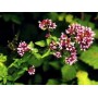 Origan feuille poudre