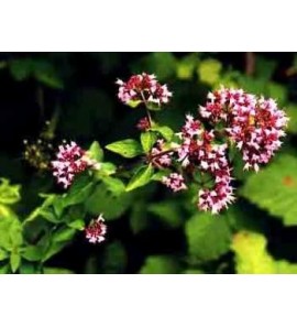 Origan feuille poudre