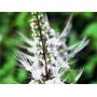 Orthosiphon feuille