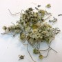 Paquerette fleur