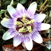 Passiflore plante