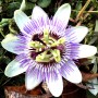 Passiflore plante BIO