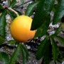 Passiflore plante BIO
