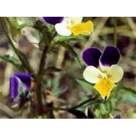 Pensée sauvage plante BIO