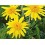 Arnica de culture fleur