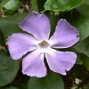 Pervenche feuille