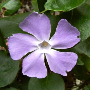 Pervenche feuille