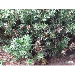 Petit houx Fragon poudre gélules 235mg