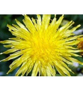 Piloselle plante poudre gélules 200mg