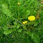 Pissenlit BIO feuille