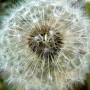 Pissenlit BIO feuille